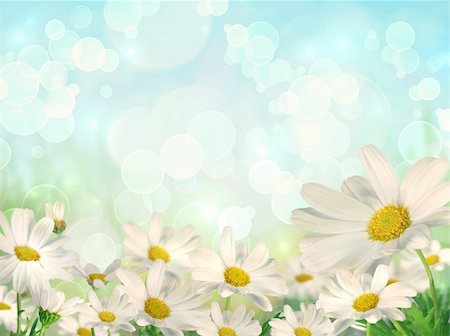 simsearch:400-06141235,k - Spring background with white daisies and brokeh effect background Stock Photo - Budget Royalty-Free & Subscription, Code: 400-04396170