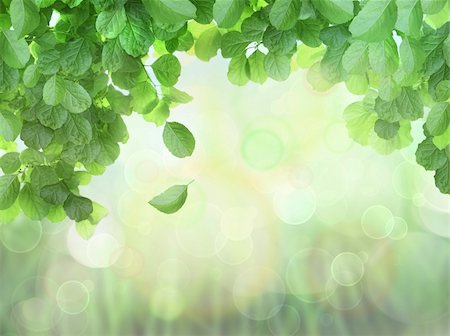 simsearch:400-06141235,k - Spring Background With Leaves and brokeh effect background Stock Photo - Budget Royalty-Free & Subscription, Code: 400-04396171