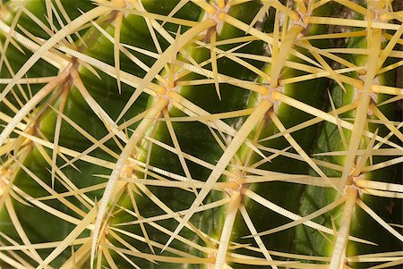 simsearch:400-04882980,k - Closeup of  fine cactus species in warm sunlight Photographie de stock - Aubaine LD & Abonnement, Code: 400-04398186