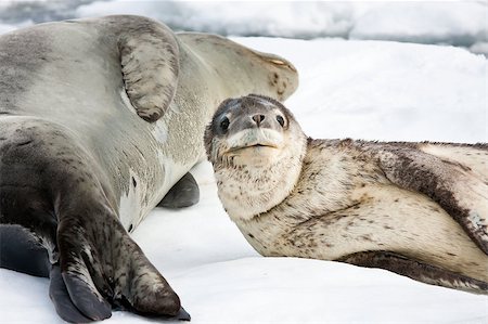 simsearch:400-04533218,k - Baby seal close to his mom. Antarctica Stock Photo - Budget Royalty-Free & Subscription, Code: 400-04399413
