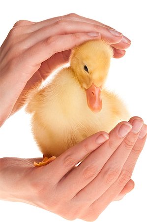 Little yellow duckling in human hands Stock Photo - Budget Royalty-Free & Subscription, Code: 400-04399580