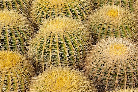 simsearch:400-04882980,k - Full frame take of  a barrel cactus known as mother in law cushion Photographie de stock - Aubaine LD & Abonnement, Code: 400-04399775