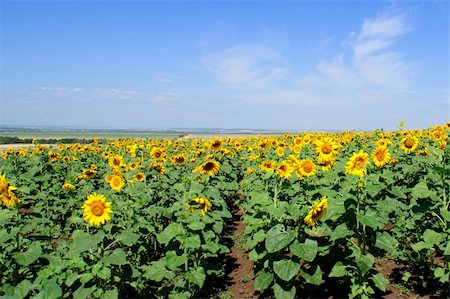 simsearch:400-04996406,k - field of sunflowers Stock Photo - Budget Royalty-Free & Subscription, Code: 400-04390030