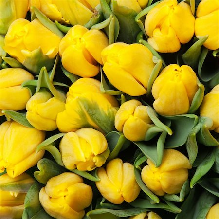beautiful yellow tulips, big bouquet Foto de stock - Super Valor sin royalties y Suscripción, Código: 400-04390033