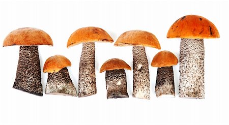 simsearch:400-04824992,k - Timber fresh mushrooms insulated on white background Stock Photo - Budget Royalty-Free & Subscription, Code: 400-04390519