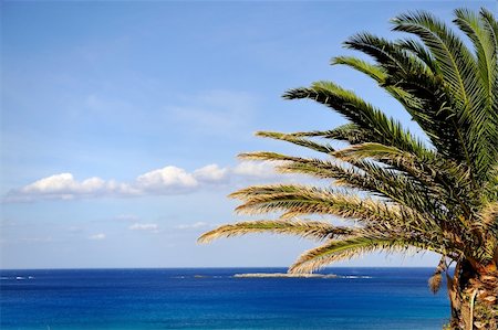 simsearch:400-04062726,k - Beautiful palm tree over blue summer sky and sea Foto de stock - Super Valor sin royalties y Suscripción, Código: 400-04390867