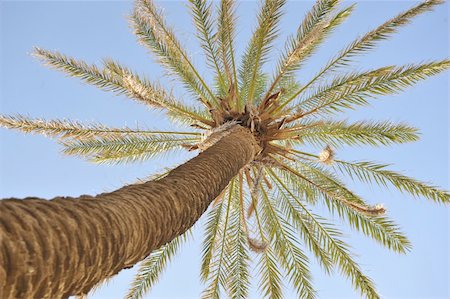 simsearch:400-04062726,k - Beautiful palm tree over blue summer sky and sea Foto de stock - Super Valor sin royalties y Suscripción, Código: 400-04390877
