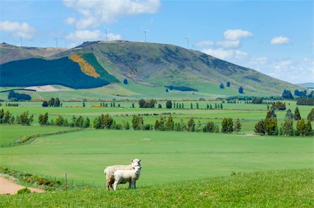 Image of sheep grazing in the fields of New Zealand Stock Photo - Budget Royalty-Free & Subscription, Code: 400-04390925