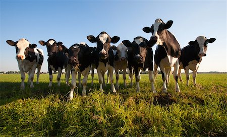 dutch cow pictures - Dutch cows in the meadow Stock Photo - Budget Royalty-Free & Subscription, Code: 400-04390955