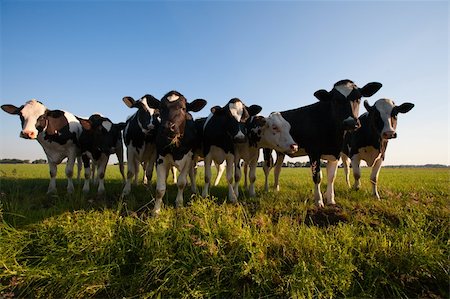 dutch cow pictures - Dutch cows in the meadow Stock Photo - Budget Royalty-Free & Subscription, Code: 400-04391046