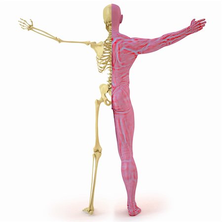skeletal half bone half muscle - anatomical structure of the body man. bones and muscular flesh. isolated on white. Foto de stock - Super Valor sin royalties y Suscripción, Código: 400-04391284
