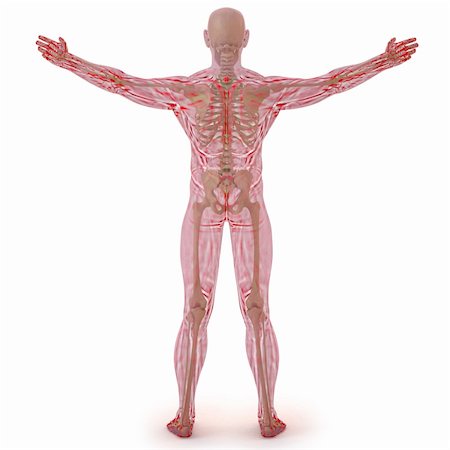 translucent human body with visible bones. isolated on white. Stock Photo - Budget Royalty-Free & Subscription, Code: 400-04391283