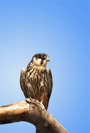 Kestrel sitting on a wooden log against a blue background. Isolated with clipping path Stock Photo - Budget Royalty-Free & Subscription, Code: 400-04392712