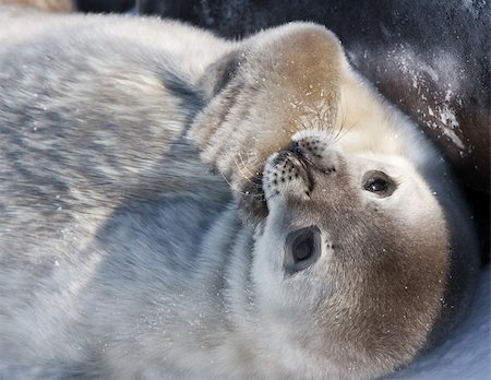 simsearch:400-04533218,k - cute little baby seal in the Antarctica Stock Photo - Budget Royalty-Free & Subscription, Code: 400-04393259