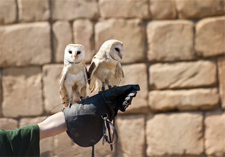 simsearch:400-07745600,k - The Barn Owl (Tyto alba) is the most widely distributed species of owl, and one of the most widespread of all birds. It is also referred to as Common Barn Owl, to distinguish it from other species in the barn-owl family Tytonidae. Stock Photo - Budget Royalty-Free & Subscription, Code: 400-04393578