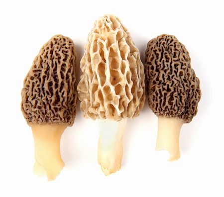 simsearch:400-04824992,k - Group of one yellow and two gray morel mushrooms (Morchella esculenta) collected in a back yard in Indiana, USA, isolated against a white background Stock Photo - Budget Royalty-Free & Subscription, Code: 400-04393661