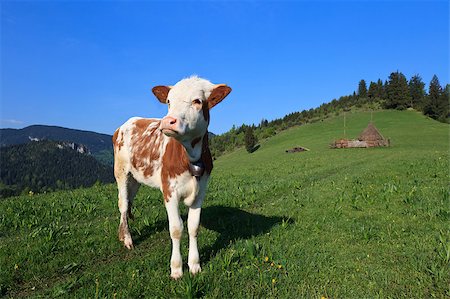 simsearch:400-05135877,k - a cute young calf in a spring meadow Photographie de stock - Aubaine LD & Abonnement, Code: 400-04406310