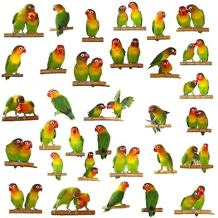 pet exotic - Set Lovebirds isolated on white Agapornis fischeri (Fischer's Lovebird) Stock Photo - Budget Royalty-Free & Subscription, Code: 400-04406928