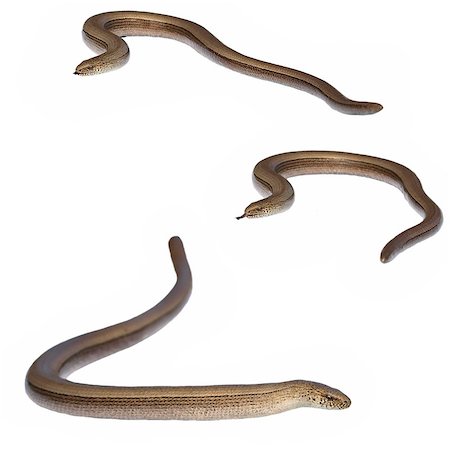 simsearch:400-05338354,k - Slowworm, Anguis fragilis isolated on white background Stock Photo - Budget Royalty-Free & Subscription, Code: 400-04407358