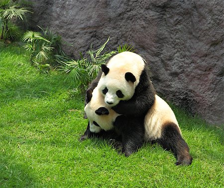simsearch:400-08154053,k - two pandas playing Stock Photo - Budget Royalty-Free & Subscription, Code: 400-04407775