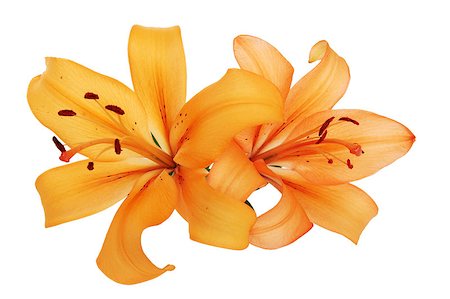 simsearch:649-07648640,k - Two orange lilies are isolated against the white background Stock Photo - Budget Royalty-Free & Subscription, Code: 400-04408817