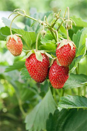 simsearch:400-05370991,k - Closeup of fresh red strawberries growing on the vine Stock Photo - Budget Royalty-Free & Subscription, Code: 400-04409564