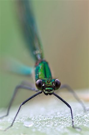 dragon fly - closeup of a dragonfly in the wild Stock Photo - Budget Royalty-Free & Subscription, Code: 400-04409571