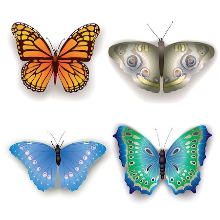 simsearch:400-06912266,k - butterflies isolated on a white background Stock Photo - Budget Royalty-Free & Subscription, Code: 400-04409740