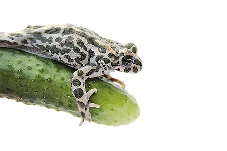 rana esculenta - frog on white background isolated reptile macro close-up photo Stock Photo - Budget Royalty-Free & Subscription, Code: 400-04409818