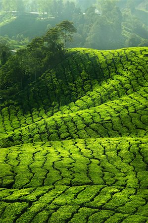 simsearch:400-05905687,k - Tea Plantations at Cameron Highlands Malaysia. Stock Photo - Budget Royalty-Free & Subscription, Code: 400-04400425
