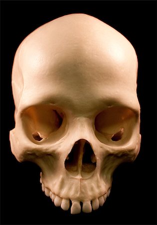 simsearch:400-03971352,k - Human skull - bone head dead teeth spooky scary pirate isolated evil Foto de stock - Super Valor sin royalties y Suscripción, Código: 400-04401146