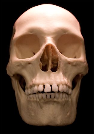 simsearch:400-03971352,k - Human skull - bone head dead teeth spooky scary pirate isolated evil Foto de stock - Super Valor sin royalties y Suscripción, Código: 400-04401148