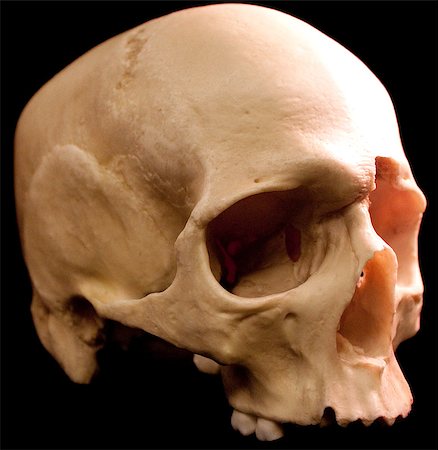 simsearch:400-03971352,k - Human skull - bone head dead teeth spooky scary pirate isolated evil Foto de stock - Super Valor sin royalties y Suscripción, Código: 400-04401155