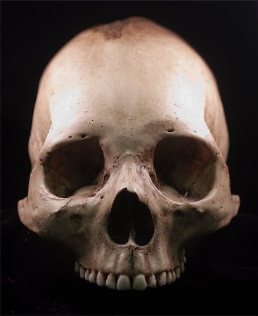 picture of a scary skeleton head - Human skull - bone head dead teeth spooky scary pirate isolated evil Stock Photo - Budget Royalty-Free & Subscription, Code: 400-04401165