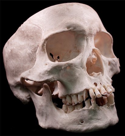 picture of a scary skeleton head - Human skull - bone head dead teeth spooky scary pirate isolated evil Stock Photo - Budget Royalty-Free & Subscription, Code: 400-04401166
