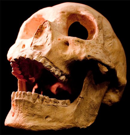 simsearch:400-03971352,k - Human skull - bone head dead teeth spooky scary pirate isolated evil Foto de stock - Super Valor sin royalties y Suscripción, Código: 400-04401160