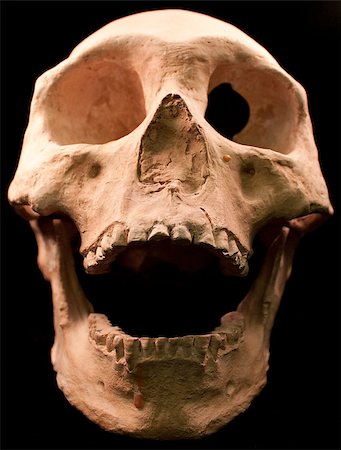 simsearch:400-03971352,k - Human skull - bone head dead teeth spooky scary pirate isolated evil Foto de stock - Super Valor sin royalties y Suscripción, Código: 400-04401161