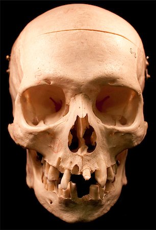 simsearch:400-03971352,k - Human skull - bone head dead teeth spooky scary pirate isolated evil Foto de stock - Super Valor sin royalties y Suscripción, Código: 400-04401162