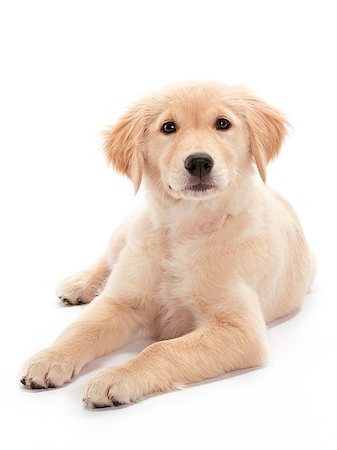 A Golden Retriever puppy relaxing on floor Puppy looking at the camera Stock Photo - Budget Royalty-Free & Subscription, Code: 400-04401404