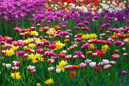 simsearch:400-04808821,k - Multicolor tulips Foto de stock - Super Valor sin royalties y Suscripción, Código: 400-04401887