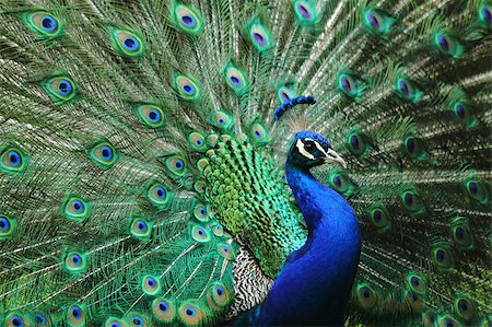 head peacock as very nice animal background Stock Photo - Budget Royalty-Free & Subscription, Code: 400-04402697