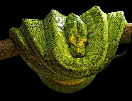 simsearch:400-05338354,k - Emerald boa (Corallus caninus) is a non-venomous boa species that inhabits the tropical rainforests of South America. There is no currently recognized subspecies. Stock Photo - Budget Royalty-Free & Subscription, Code: 400-04403025