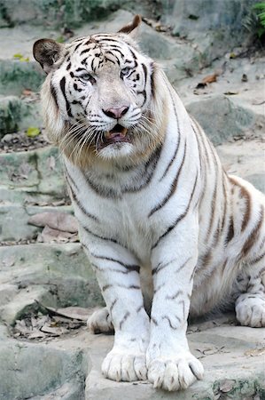 White tiger in the zoo Stock Photo - Budget Royalty-Free & Subscription, Code: 400-04415512