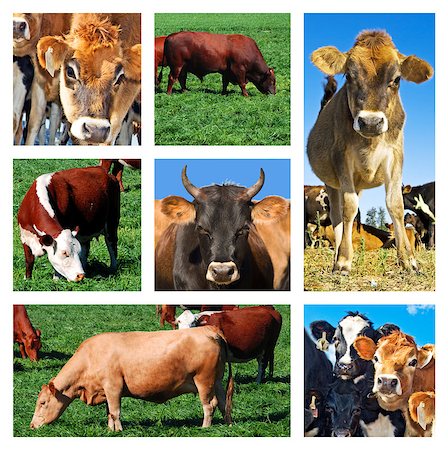 simsearch:400-05135877,k - Collage of cattle on the field Photographie de stock - Aubaine LD & Abonnement, Code: 400-04416795