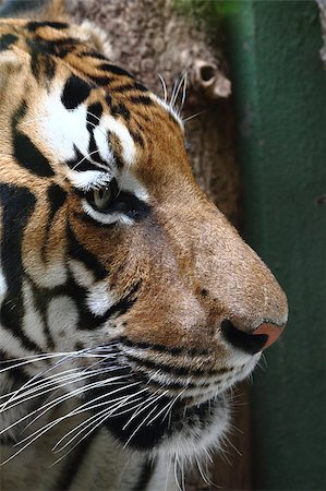 detail of tiger head from the nature Stock Photo - Budget Royalty-Free & Subscription, Code: 400-04417046