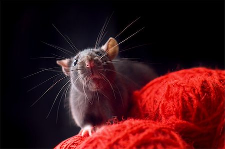 Rat with long whiskers sit on red yarn Stock Photo - Budget Royalty-Free & Subscription, Code: 400-04417104
