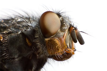 simsearch:400-04698964,k - side view of house fly in extreme close up Photographie de stock - Aubaine LD & Abonnement, Code: 400-04417914