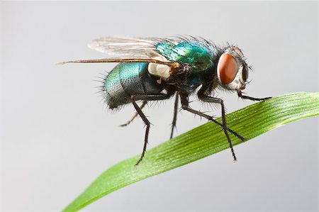 simsearch:400-04698964,k - house fly in extreme close up sitting on green leaf. Picture taken before grey background. Photographie de stock - Aubaine LD & Abonnement, Code: 400-04417919