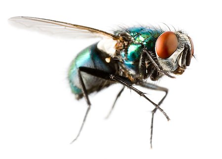 simsearch:400-04698964,k - flying house fly in extreme close up on white background Photographie de stock - Aubaine LD & Abonnement, Code: 400-04417939