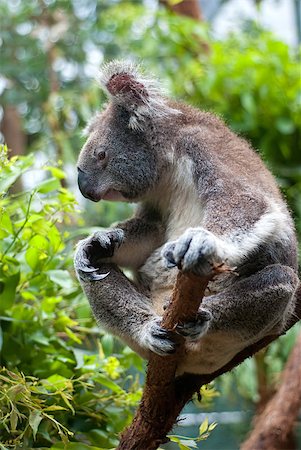 Australian iconic animal, Koala bear. Grey animal on green tree background. Stock Photo - Budget Royalty-Free & Subscription, Code: 400-04418884